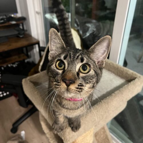 Power Surge, an adoptable Domestic Short Hair in Calistoga, CA, 94515 | Photo Image 6