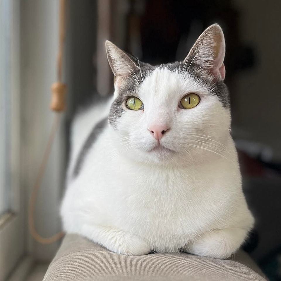 Fiji, an adoptable Domestic Short Hair in Calistoga, CA, 94515 | Photo Image 1
