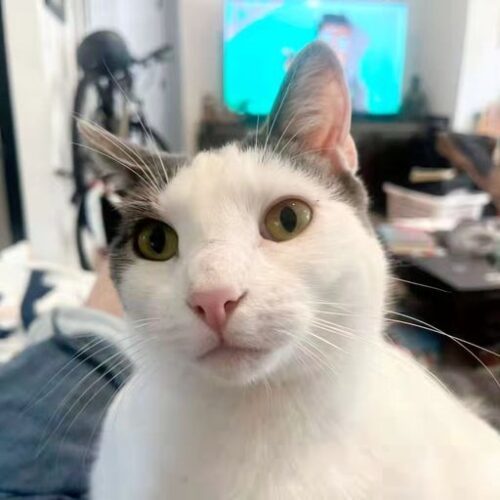 Fiji, an adoptable Domestic Short Hair in Calistoga, CA, 94515 | Photo Image 2
