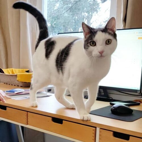 Fiji, an adoptable Domestic Short Hair in Calistoga, CA, 94515 | Photo Image 3