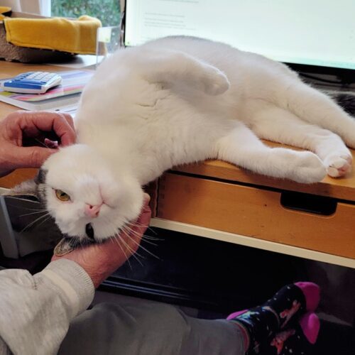 Fiji, an adoptable Domestic Short Hair in Calistoga, CA, 94515 | Photo Image 4