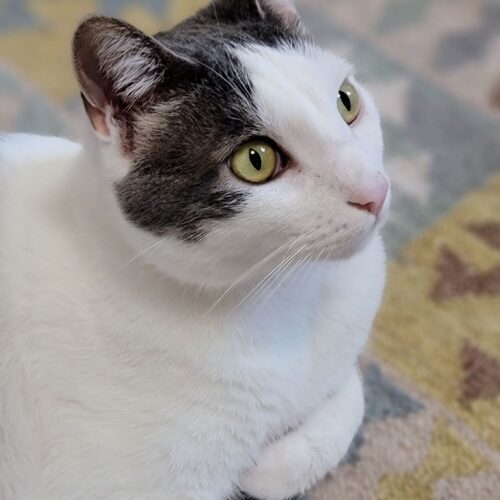 Fiji, an adoptable Domestic Short Hair in Calistoga, CA, 94515 | Photo Image 6