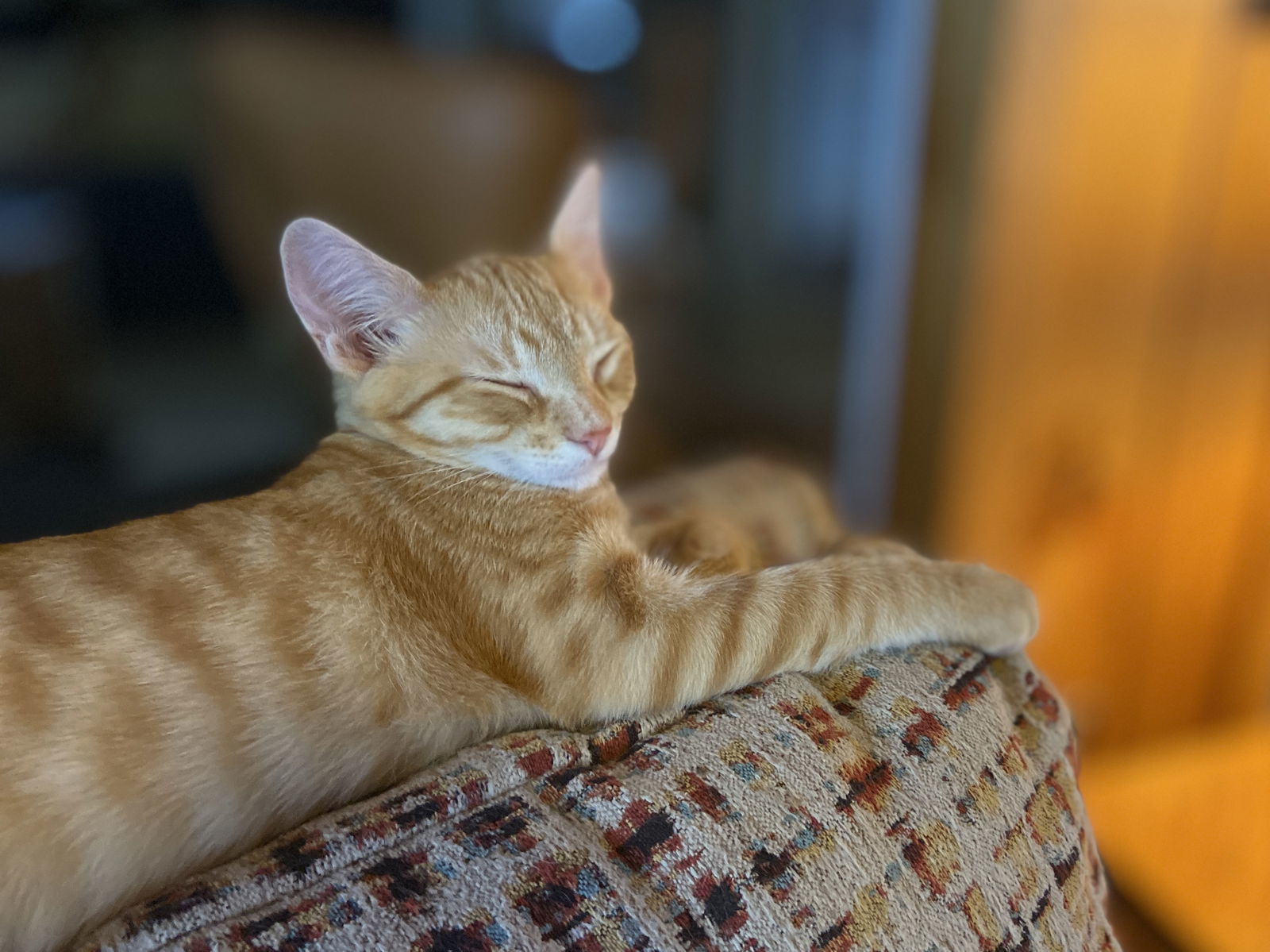 Scooby, an adoptable Tabby, Domestic Short Hair in Traverse City, MI, 49686 | Photo Image 2