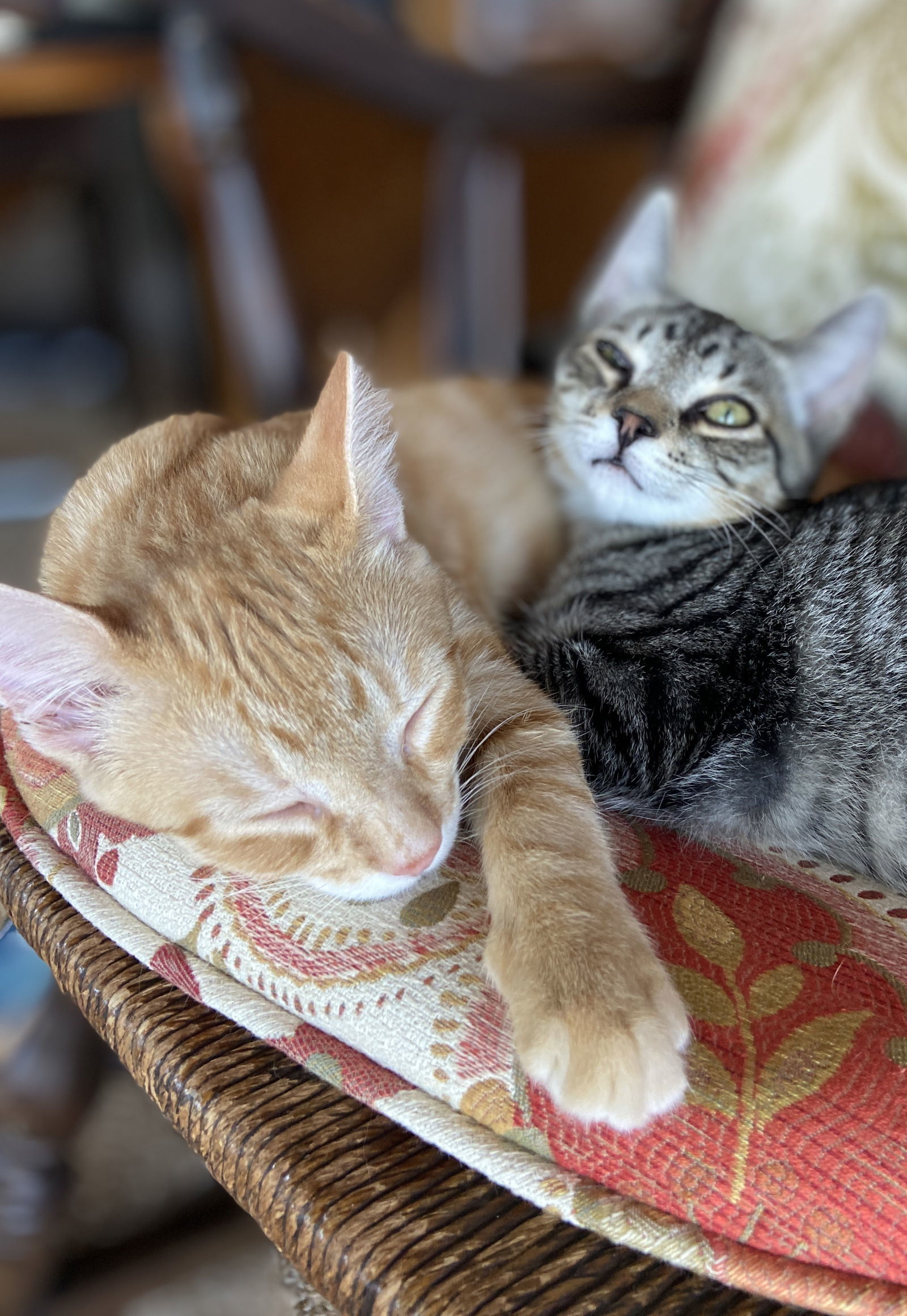 Scooby, an adoptable Tabby, Domestic Short Hair in Traverse City, MI, 49686 | Photo Image 3