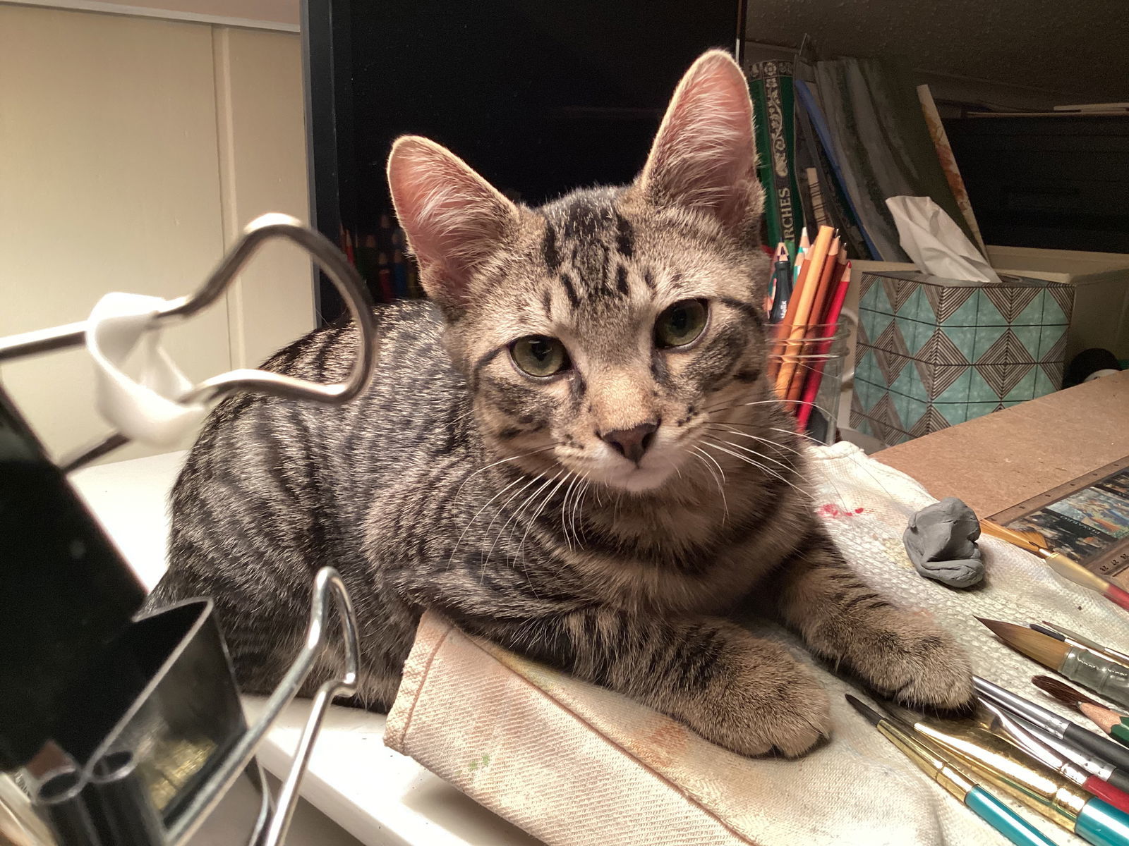 Smoke, an adoptable Tabby, Domestic Short Hair in Traverse City, MI, 49686 | Photo Image 1