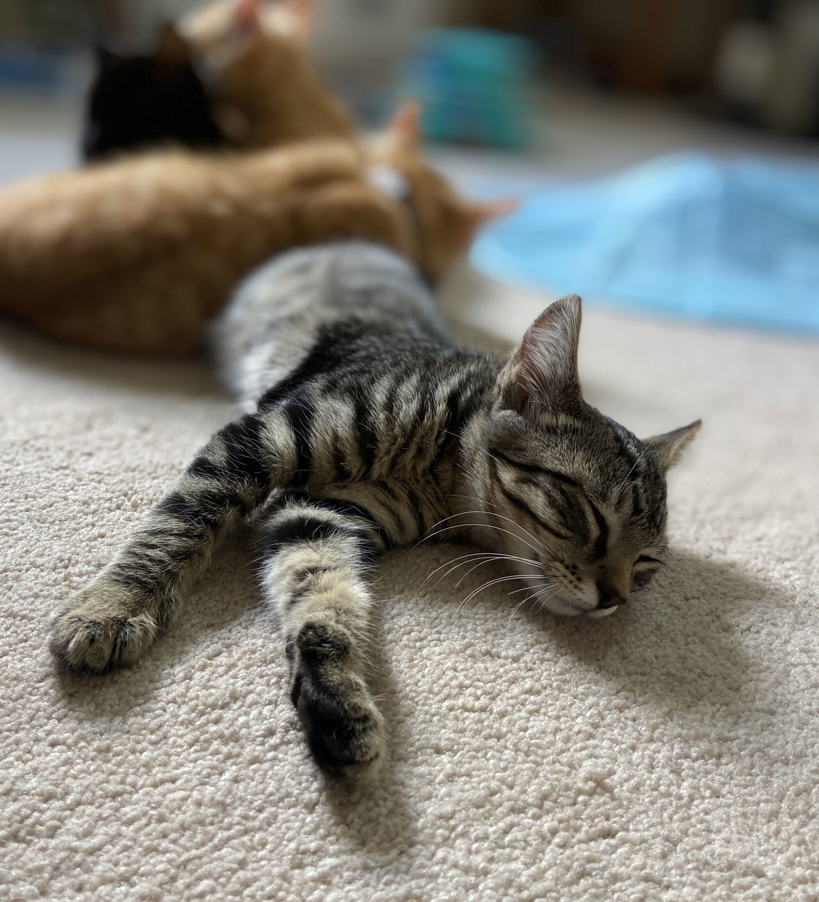 Smoke, an adoptable Tabby, Domestic Short Hair in Traverse City, MI, 49686 | Photo Image 2