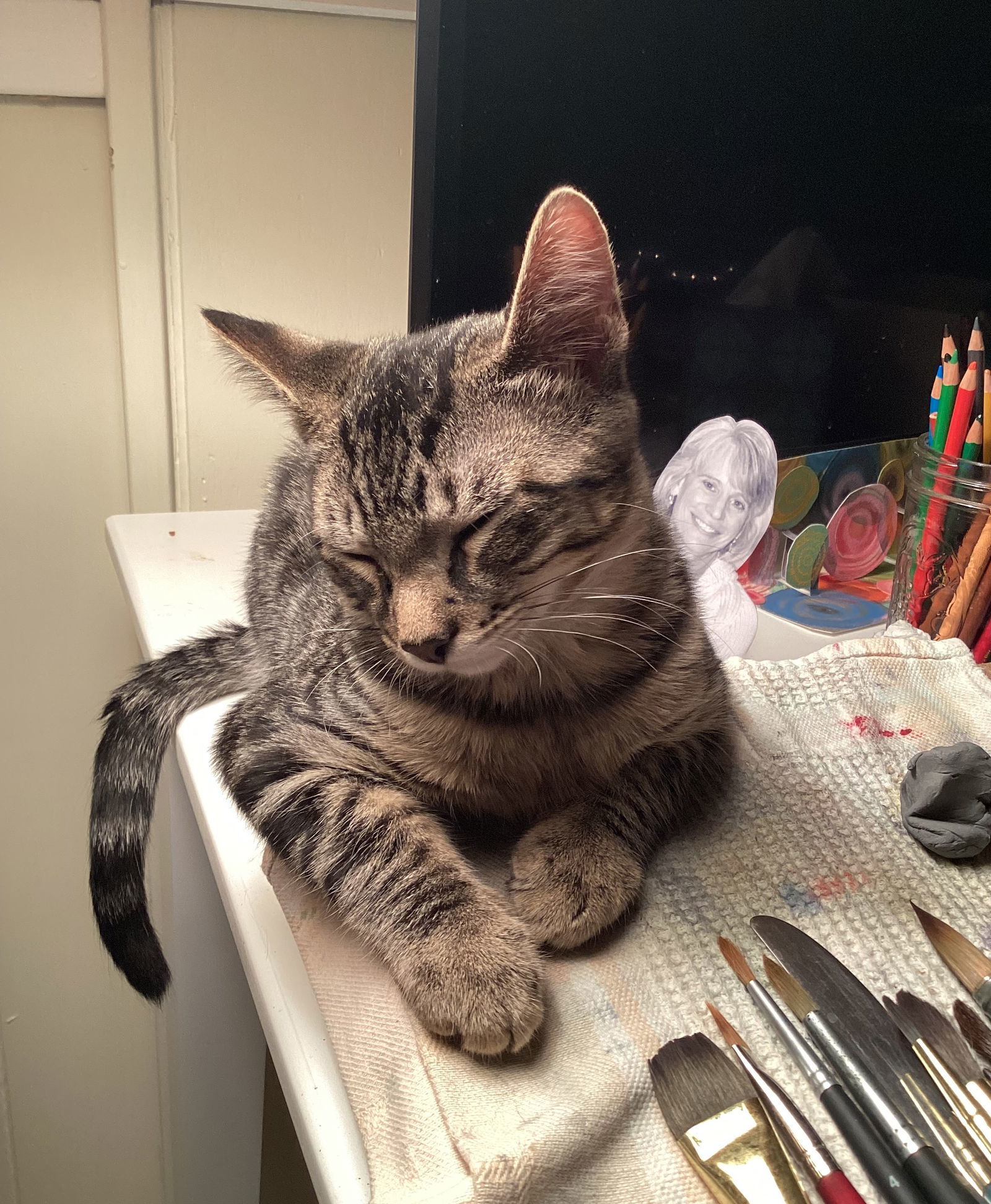 Smoke, an adoptable Tabby, Domestic Short Hair in Traverse City, MI, 49686 | Photo Image 3