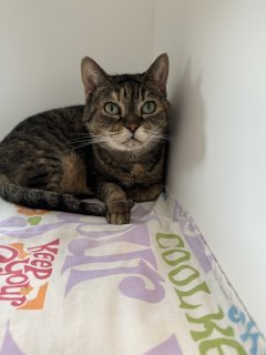 Leah, an adoptable Domestic Short Hair in Kingman, AZ, 86401 | Photo Image 1