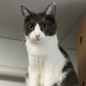 Shawshank, Young Female Domestic Short Hair