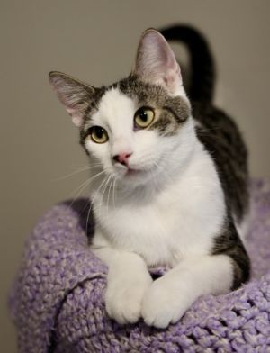 Eric, Baby Male Domestic Short Hair