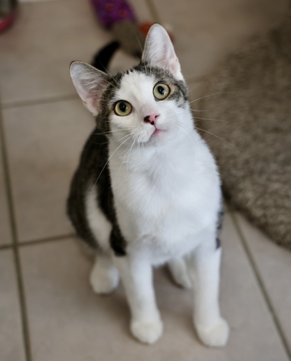 Eric, an adoptable Domestic Short Hair in Hastings, MN, 55033 | Photo Image 2