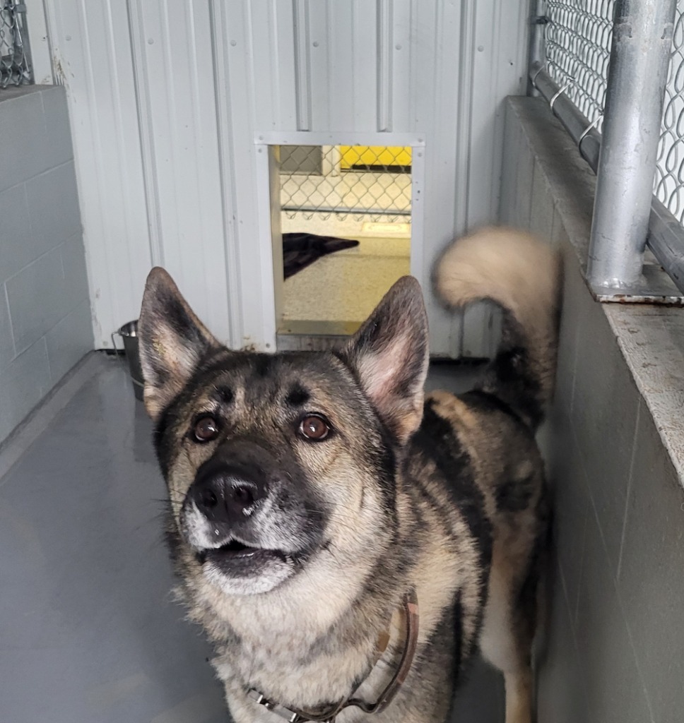 Pal, an adoptable German Shepherd Dog in Medford, WI, 54451 | Photo Image 2