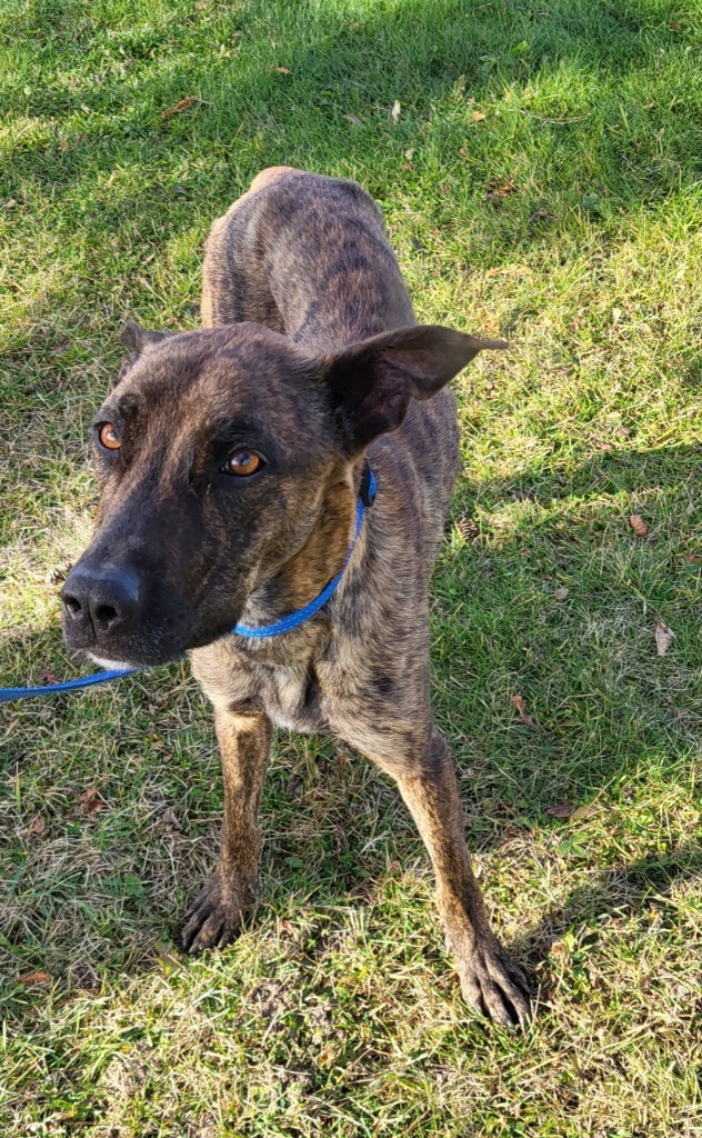 Brin, an adoptable Belgian Shepherd / Malinois in Medford, WI, 54451 | Photo Image 1