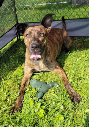 Brin, Adult Female Belgian Shepherd / Malinois