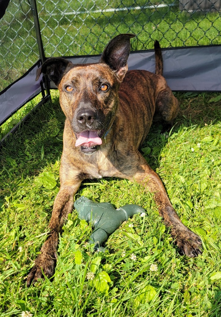 Brin, an adoptable Mixed Breed in Medford, WI, 54451 | Photo Image 1