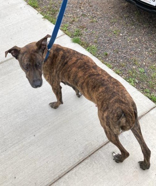 Brin, an adoptable Belgian Shepherd / Malinois in Medford, WI, 54451 | Photo Image 2