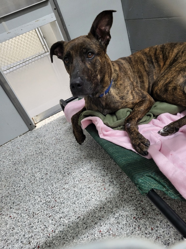 Brin, an adoptable Mixed Breed in Medford, WI, 54451 | Photo Image 4