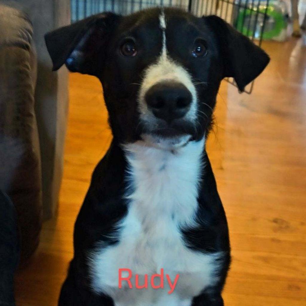 Rudy, an adoptable Border Collie in Grantsville, UT, 84029 | Photo Image 1
