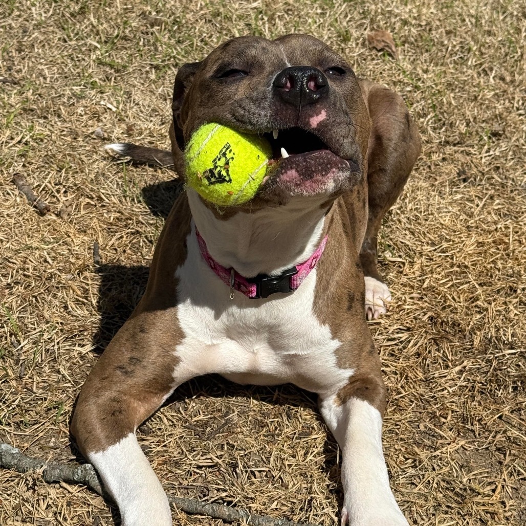 Cookie (Formerly Sandy)