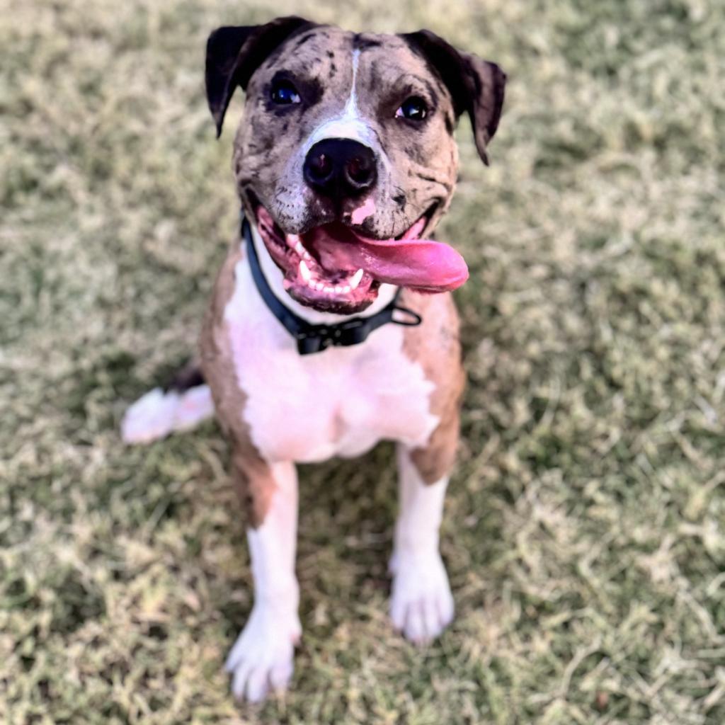 Cookie (Formerly Sandy)