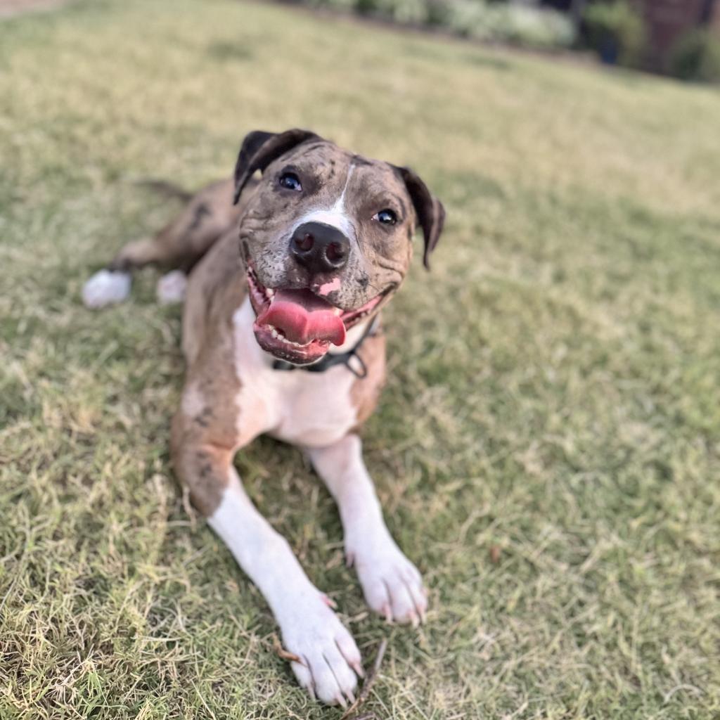 Cookie (Formerly Sandy)