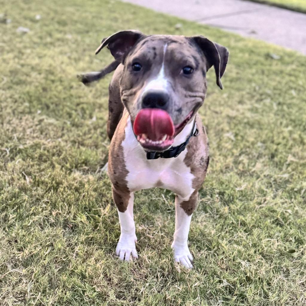 Cookie (Formerly Sandy)