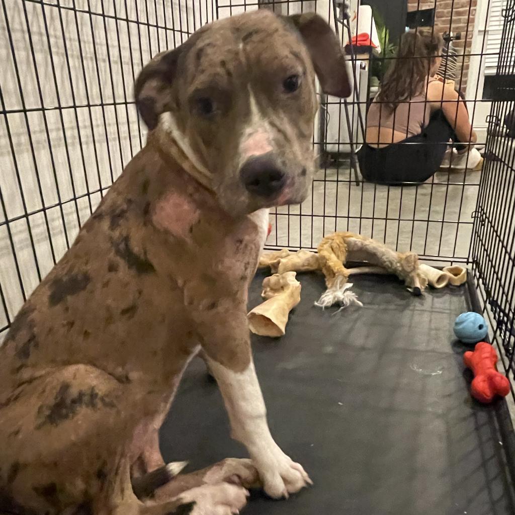 Cookie (Formerly Sandy)