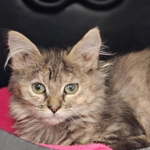 Aria, an adoptable Domestic Medium Hair in Mount Shasta, CA, 96067 | Photo Image 1