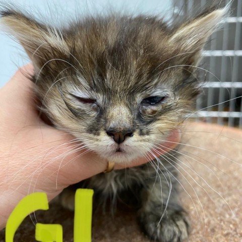 Aria, an adoptable Domestic Medium Hair in Mount Shasta, CA, 96067 | Photo Image 2