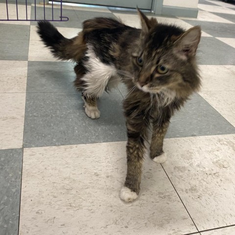 Coconut, an adoptable Domestic Medium Hair in Mount Shasta, CA, 96067 | Photo Image 1