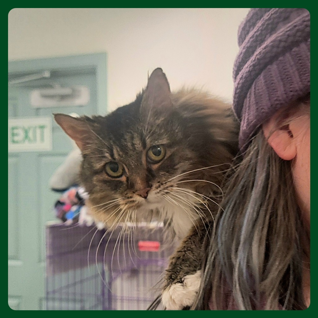 Coconut, an adoptable Domestic Medium Hair in Mount Shasta, CA, 96067 | Photo Image 1