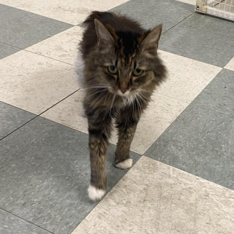 Coconut, an adoptable Domestic Medium Hair in Mount Shasta, CA, 96067 | Photo Image 2