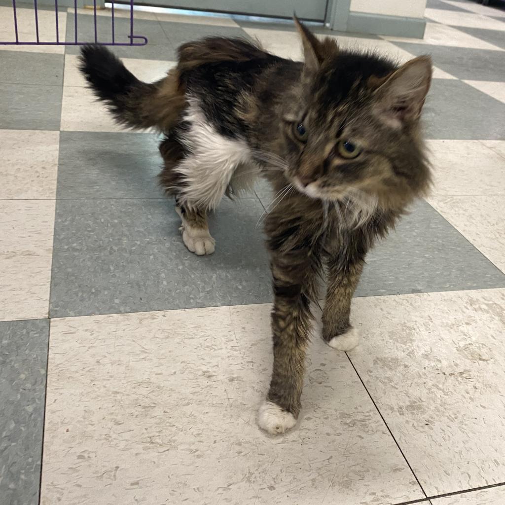 Coconut, an adoptable Domestic Medium Hair in Mount Shasta, CA, 96067 | Photo Image 2