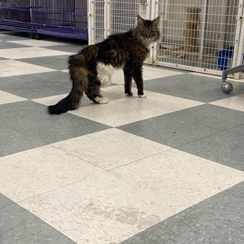 Coconut, an adoptable Domestic Medium Hair in Mount Shasta, CA, 96067 | Photo Image 6