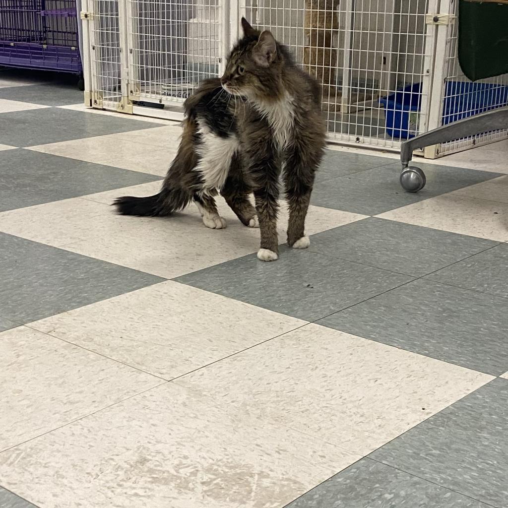 Coconut, an adoptable Domestic Medium Hair in Mount Shasta, CA, 96067 | Photo Image 6