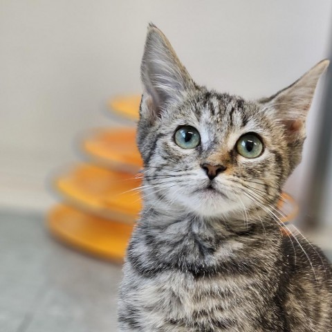 Archer, an adoptable Domestic Medium Hair in Mount Shasta, CA, 96067 | Photo Image 1