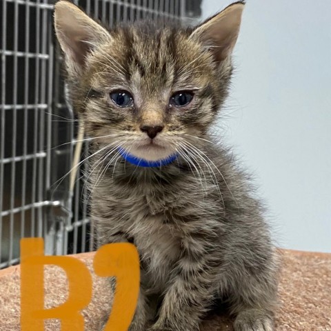 Archer, an adoptable Domestic Medium Hair in Mount Shasta, CA, 96067 | Photo Image 2