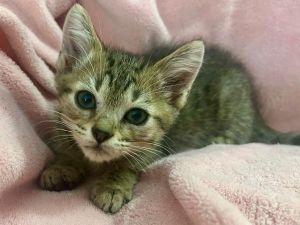 Lentil, Baby Male unknown