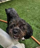 Chloe Sophie, an adoptable Pekingese, Poodle in Alpharetta, GA, 30009 | Photo Image 1