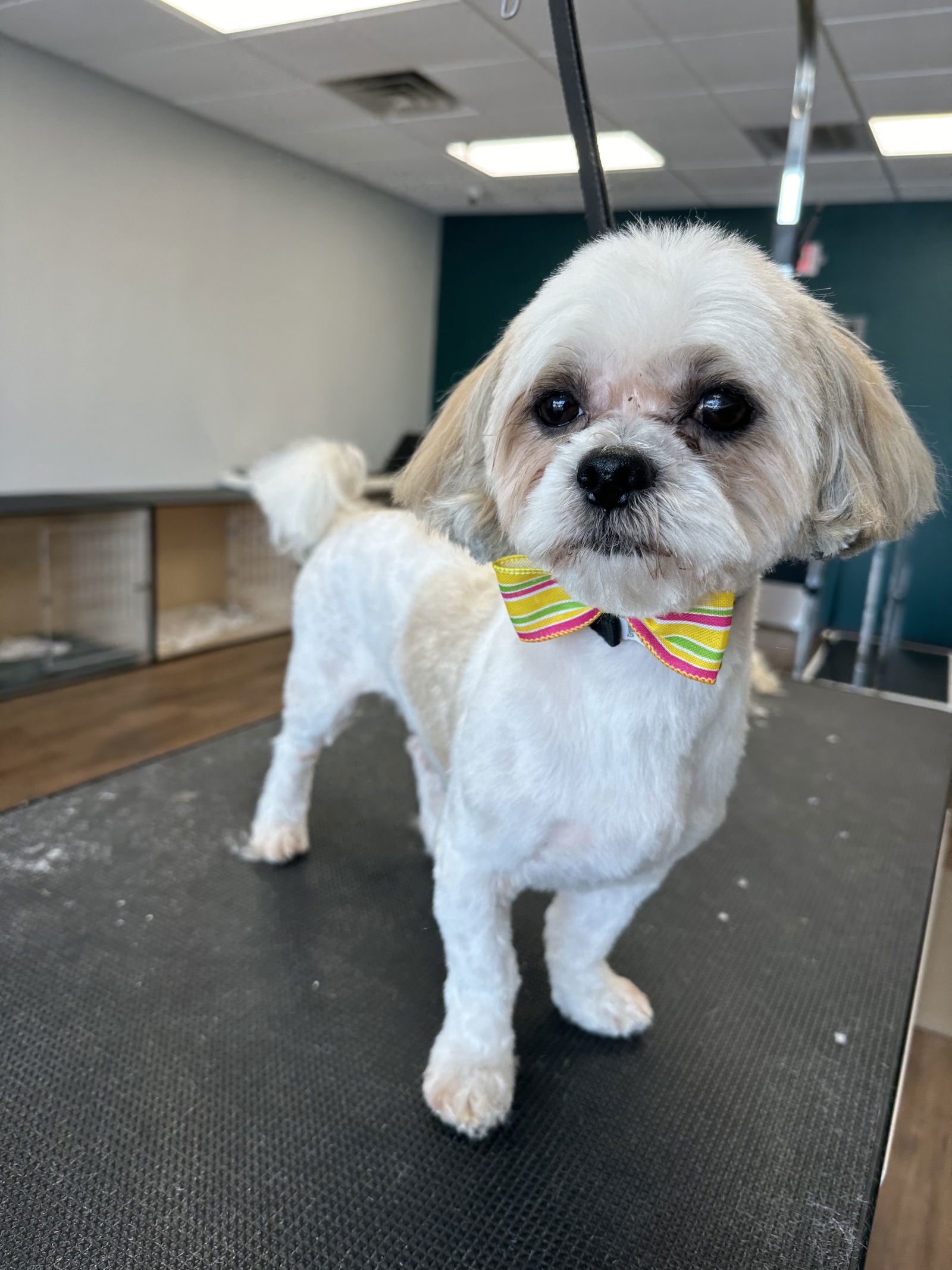 Cody, an adoptable Maltese, Shih Tzu in Spring City, PA, 19475 | Photo Image 1