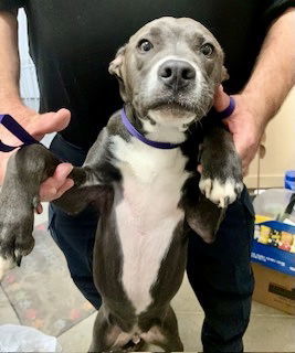 Bruce Haggis McCloud 60018, an adoptable Pit Bull Terrier in Pampa, TX, 79065 | Photo Image 1