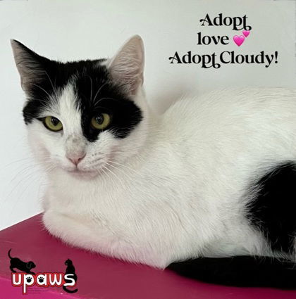 Cloud, an adoptable Domestic Short Hair in Gwinn, MI, 49841 | Photo Image 1