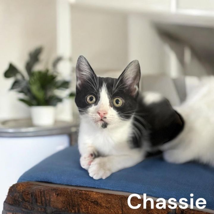 Chassie 1