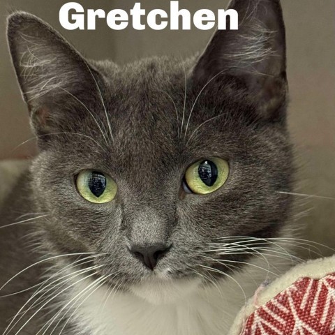 Gretchen 240504, an adoptable Domestic Short Hair in Escanaba, MI, 49829 | Photo Image 1