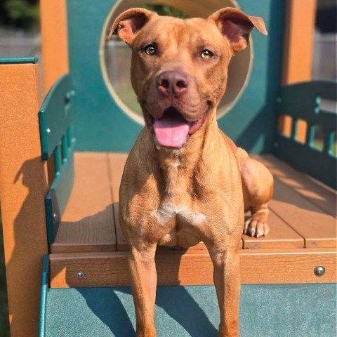 Brick 240478, an adoptable Mixed Breed in Escanaba, MI, 49829 | Photo Image 2