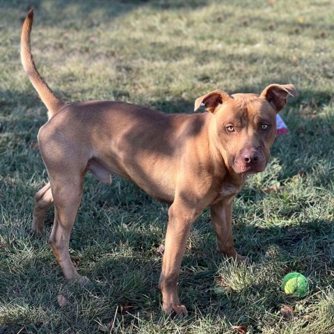 Brick 240478, an adoptable Mixed Breed in Escanaba, MI, 49829 | Photo Image 2