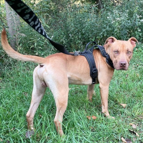 Brick 240478, an adoptable Mixed Breed in Escanaba, MI, 49829 | Photo Image 4