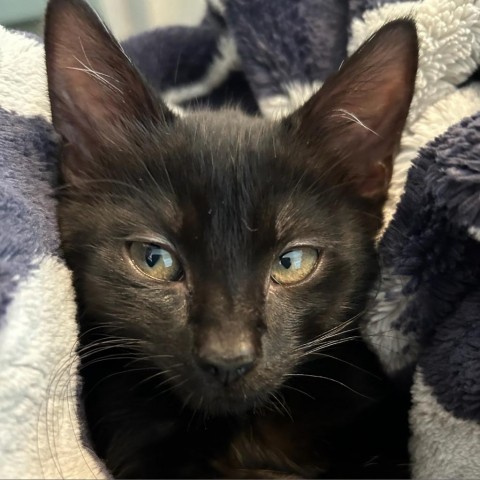 Blackberry, an adoptable Domestic Short Hair in Meridian, ID, 83680 | Photo Image 1