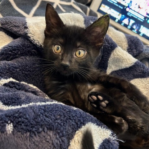 Raspberry, an adoptable Domestic Short Hair in Meridian, ID, 83680 | Photo Image 1