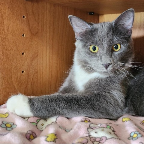 Gigi, an adoptable Domestic Short Hair in Meridian, ID, 83680 | Photo Image 1